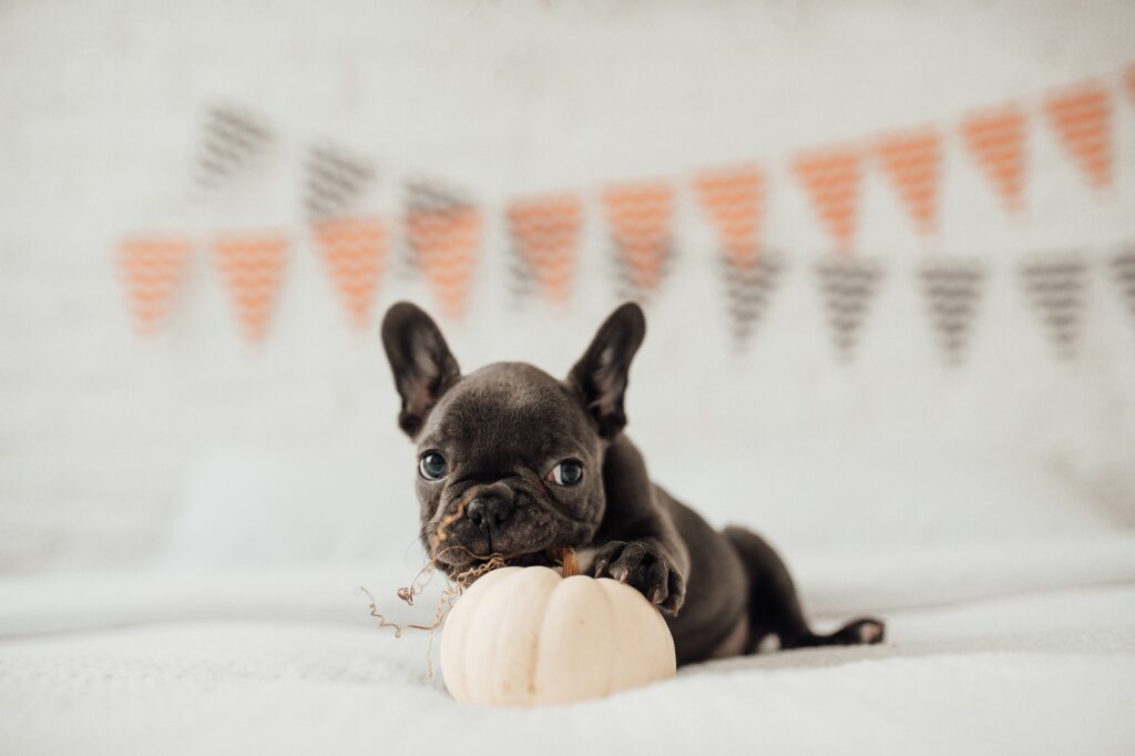 Funny adorable cute blue french bulldog puppy with white pumpkin at Halloween holiday